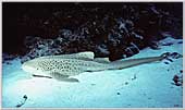 Cat Shark Stegastoma in Rowley Shoals