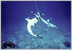 Sharks Frantically Feeding in the Coral Sea
