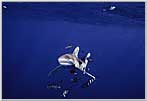 Red Sea Oceanic White Tip Shark Bores In