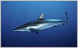 Red Sea Silky Shark Moving Fast