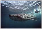 Diver With Whale Shark