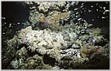 Wobbegong Shark Camouflage