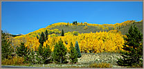 Aspens And A Bare Spot