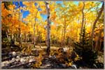 Aspen Grove Near Summit.