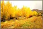 Aspen Grove at Dewey Bridge.