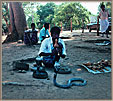 Snake Charmer