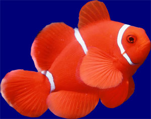 Cute Clownfish Button