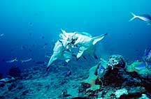 Papua New Guinea Gray Sharks fight Over Bait