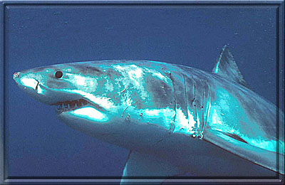 A dinged up a little but still quite handsome!