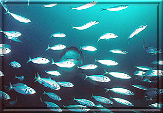 Here's peeking at you through the fishes!