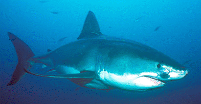 Curlie has curled pectoral fins which set her apart from others.