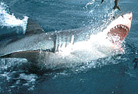 Jumping for hanging bait!