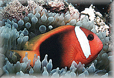 Tomato Clownfish of Papua New Guinea