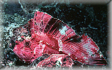 Leaf Scorpianfish of PNG