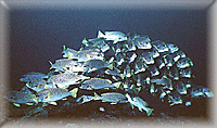 School of Snappers in PNG.