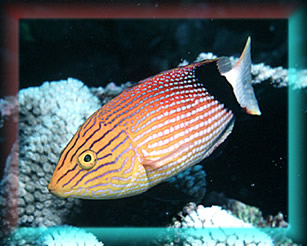 Black Fin