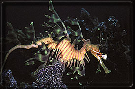 The amazing Leafy Sea Dagon!!!