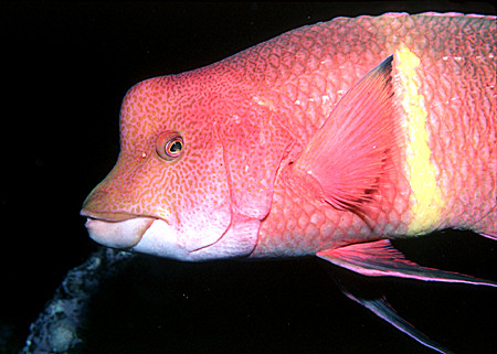 Sheephead Wrasse!