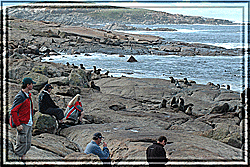 A shore walk with Sea Lion company
