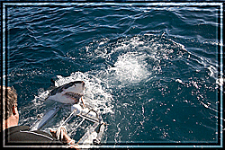 Andrew  finds Fluffy