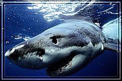 Right into the camera!