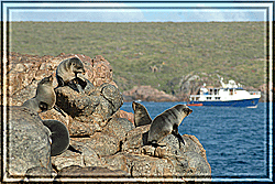 A family of Sea Lion observe The Princess II