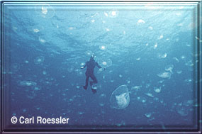 Diver amid swarm of Jellyfish Aurelia!!!