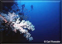 Mermaid Reef is exquisite!