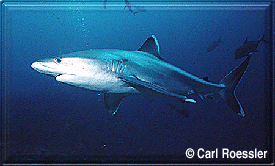 A lovely Silvertip Shark approaches to check you out!