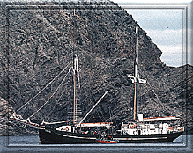 The wonderful Falie for Cage diving of GWSs!