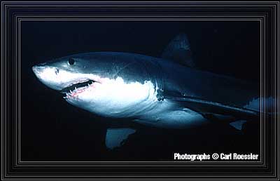 Teeth that you will never forget!