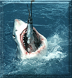 Open wide for that tuna!