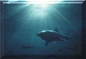 Great White Shark attacks out of the sun glare!