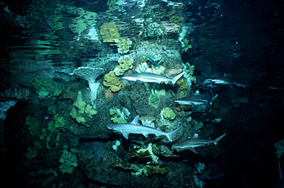 Lots of sharks!