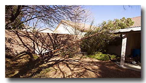 TheFallenChristmasTree