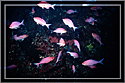 Precious Pink Mau Maus schooling.