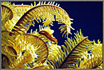 Clingfish In Yellow Crinoid
