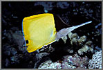 Longsnout Butterfly Fish