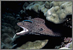 Spy Moray Mouth Open Cleaner