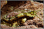 CS Abalone On Coral
