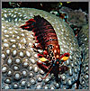 CS Aggressive Mantis Shrimp Examines Us