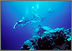 All Out Shark Attack On Bait