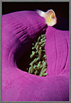 CS Clownfish And Shrimps Outside Anemone