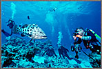 CS Divers Film At Cod Hole