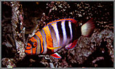 CS Endemic HarlequinTuskfish