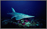 Guitar Shark On Yongala Wreck
