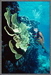 CS Jessica With Giant Lettuce Coral