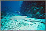 Jessica With Giant Nurse Shark