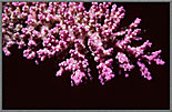 CSMagentaAndWhiteCoralPolyps