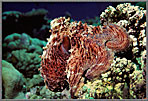 Octopus Posed A Top Coral